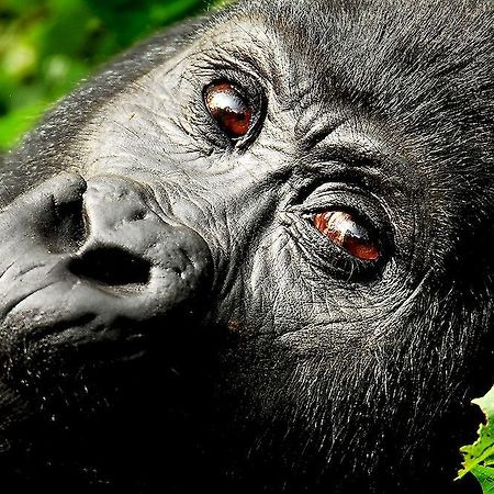 Sanctuary Gorilla Forest Camp Otel Ntungamo  Dış mekan fotoğraf