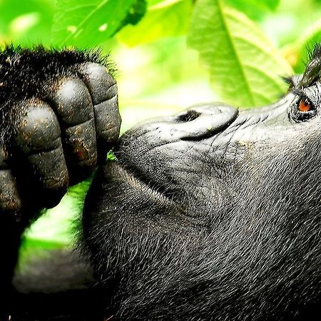 Sanctuary Gorilla Forest Camp Otel Ntungamo  Dış mekan fotoğraf