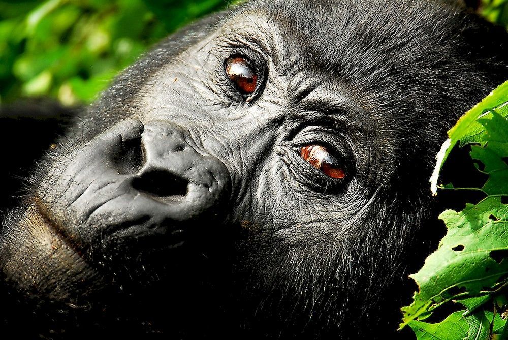 Sanctuary Gorilla Forest Camp Otel Ntungamo  Dış mekan fotoğraf