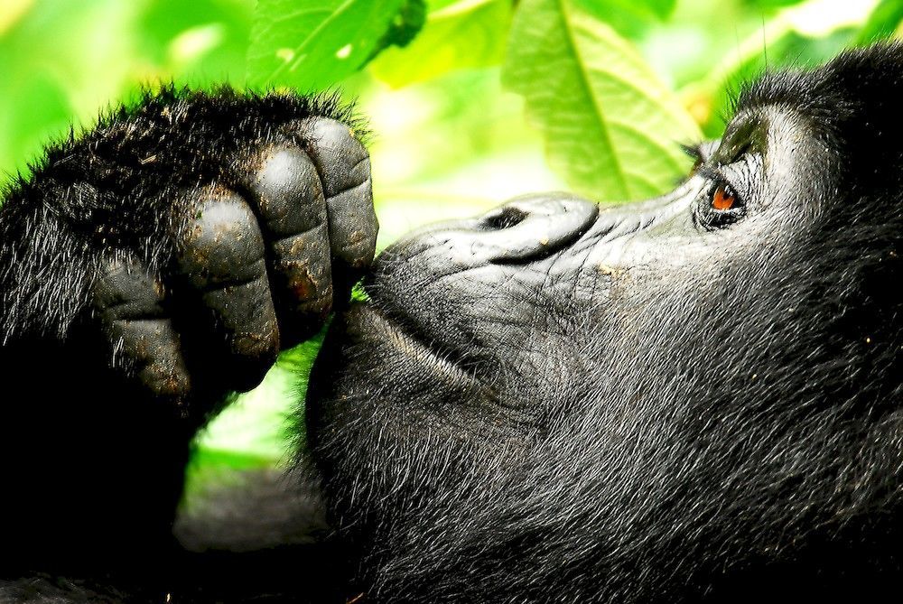 Sanctuary Gorilla Forest Camp Otel Ntungamo  Dış mekan fotoğraf