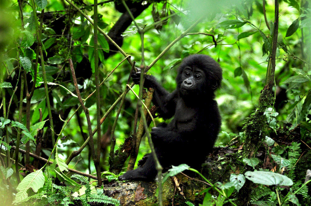 Sanctuary Gorilla Forest Camp Otel Ntungamo  Dış mekan fotoğraf