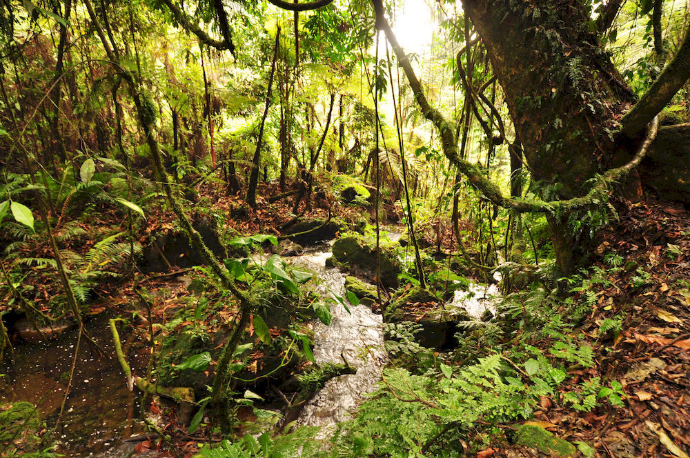 Sanctuary Gorilla Forest Camp Otel Ntungamo  Dış mekan fotoğraf